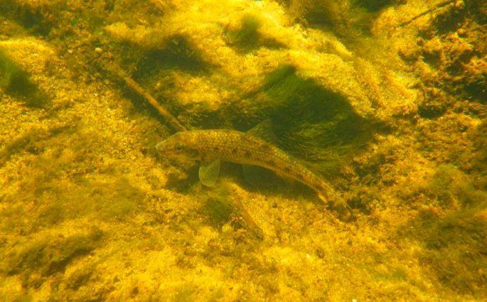 Minnow: description of fish with photo, habitat, spawning