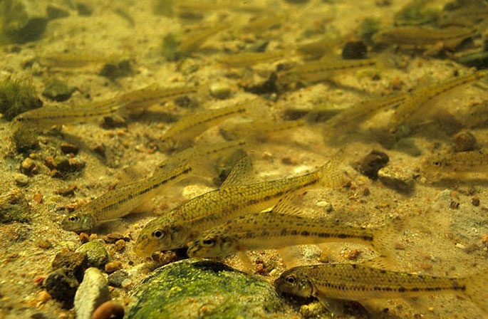 Minnow: description of fish with photo, habitat, spawning