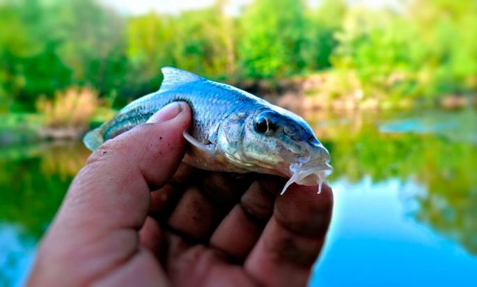 Minnow: description of fish with photo, habitat, spawning