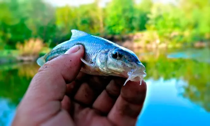 Minnow: description of fish with photo, habitat, spawning