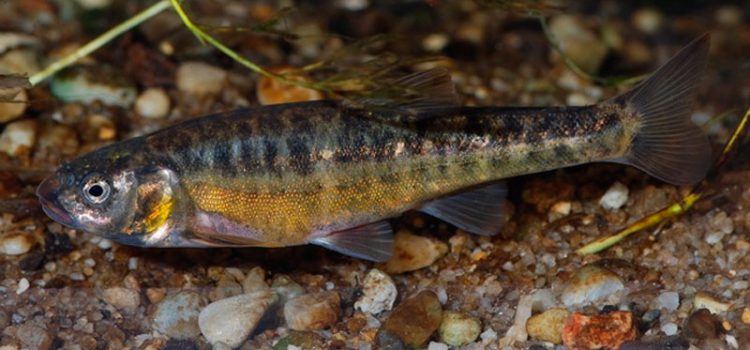 Ikan minnow: penerangan dengan foto, rupa, habitat, memancing