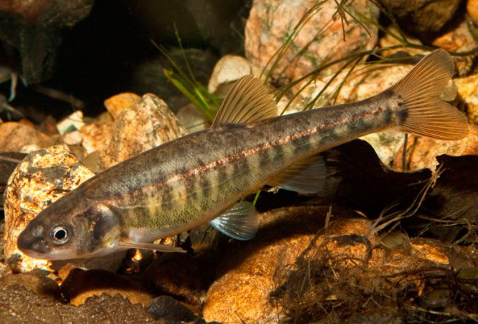 Minnow fish: description with photo, appearance, habitat, fishing