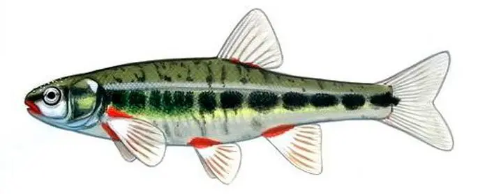 Minnow fish: description with photo, appearance, habitat, fishing