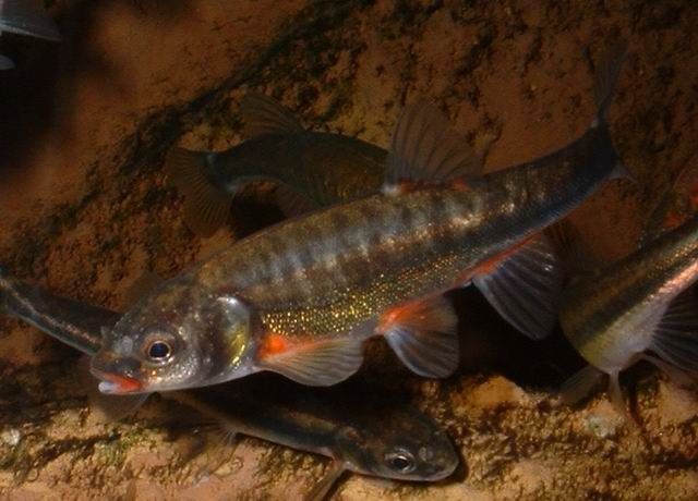 Minnow fish: description with photo, appearance, habitat, fishing