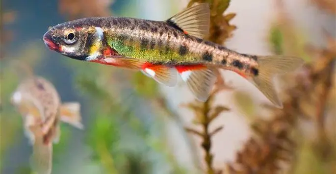 Minnow fish: description with photo, appearance, habitat, fishing