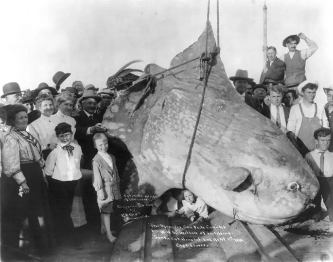 Moon-fish: a description with a photo, where it lives, what it eats