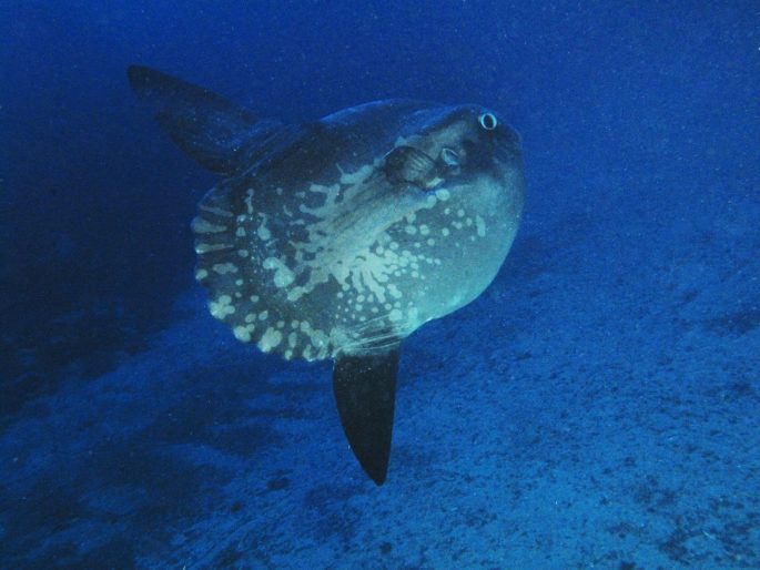 Moon-fish: a description with a photo, where it lives, what it eats