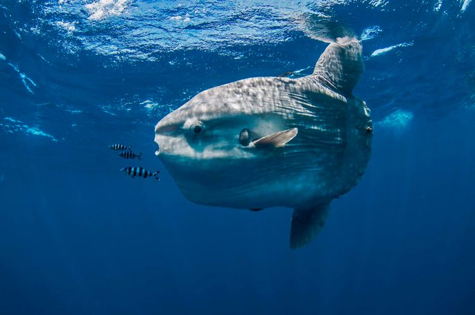 Moon-fish: a description with a photo, where it lives, what it eats