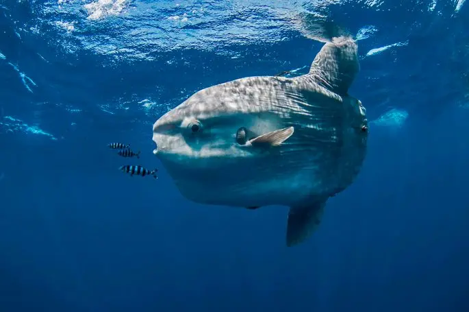 Moon-fish: a description with a photo, where it lives, what it eats