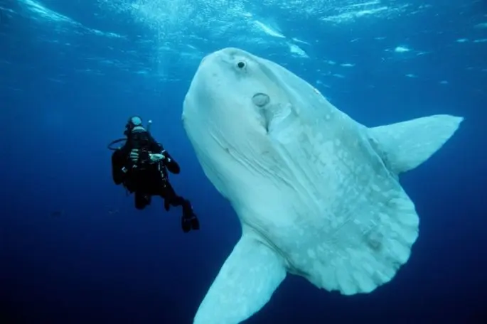 Moon-fish: a description with a photo, where it lives, what it eats