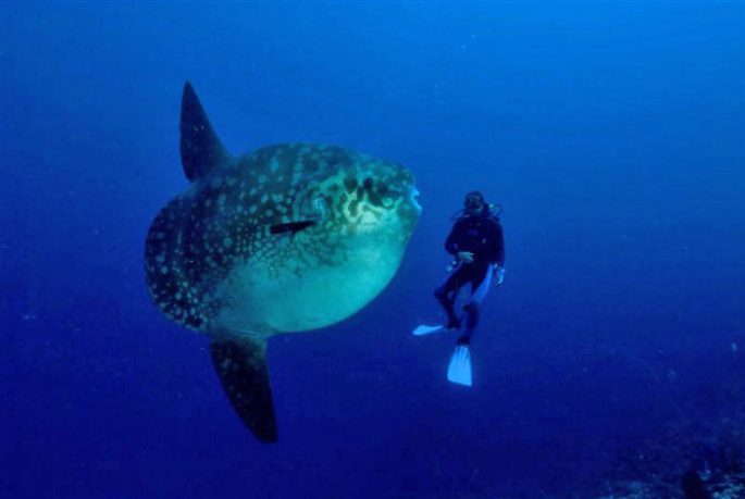 Moon-fish: a description with a photo, where it lives, what it eats