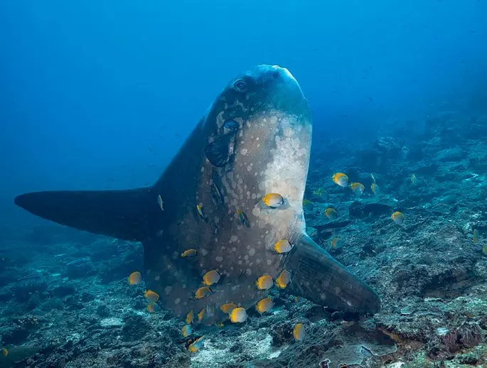 Moon-fish: a description with a photo, where it lives, what it eats