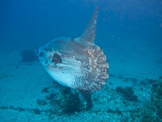 Moon-fish: a description with a photo, where it lives, what it eats