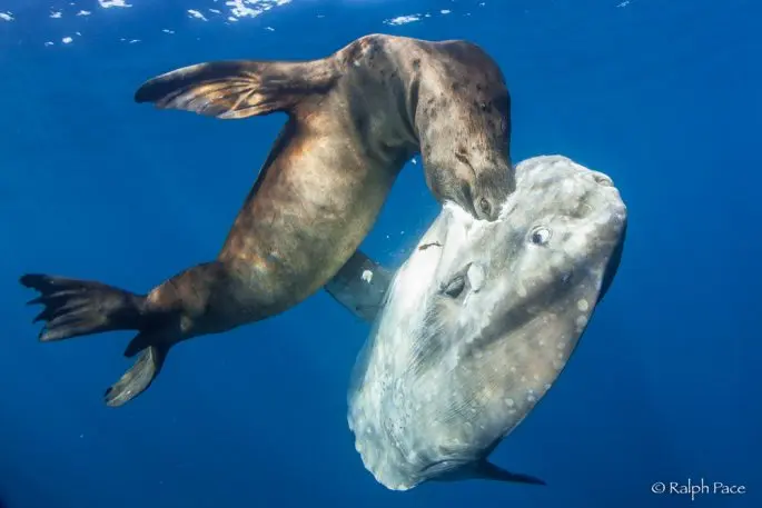 Moon-fish: a description with a photo, where it lives, what it eats