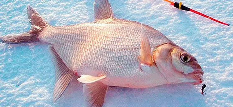 Mormyshka on a bream in winter: catchy models, techniques and tactics of fishing