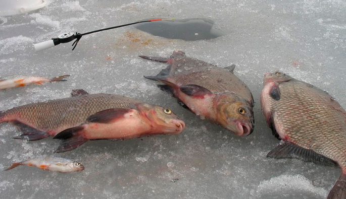 Mormyshka on a bream in winter: catchy models, techniques and tactics of fishing