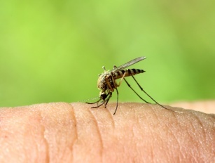 Komarci – Koje bolesti prenose komarci?