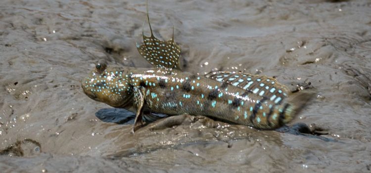 Mudskippers: kuvaus kalasta valokuvalla, mistä se löytyy, mitä se syö