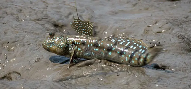 Mudskippers: a description of the fish with a photo, where it is found, what it eats