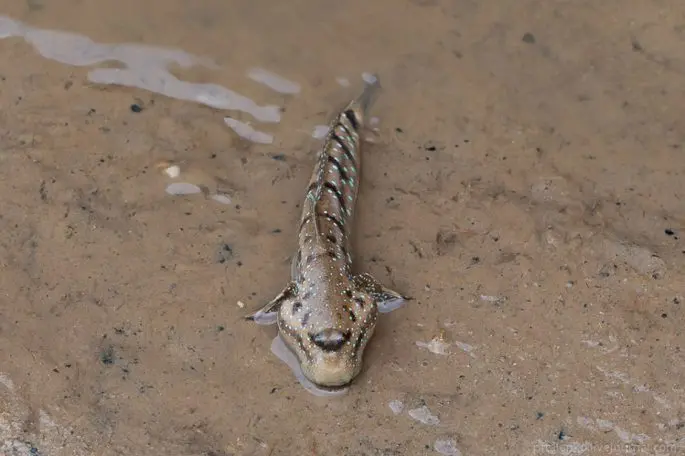 Mudskippers: a description of the fish with a photo, where it is found, what it eats