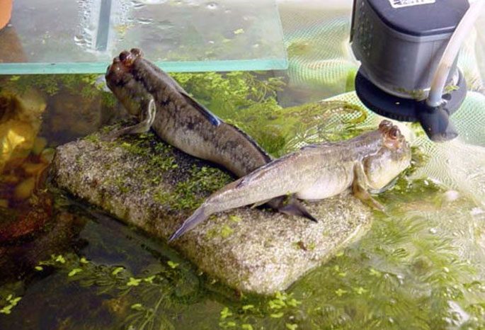 Mudskippers: a description of the fish with a photo, where it is found, what it eats