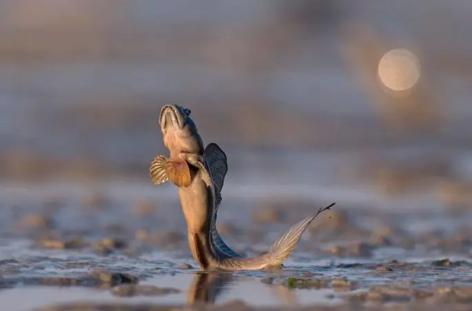 Mudskippers: a description of the fish with a photo, where it is found, what it eats