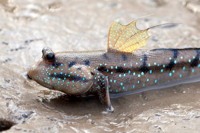 Mudskippers: a description of the fish with a photo, where it is found, what it eats