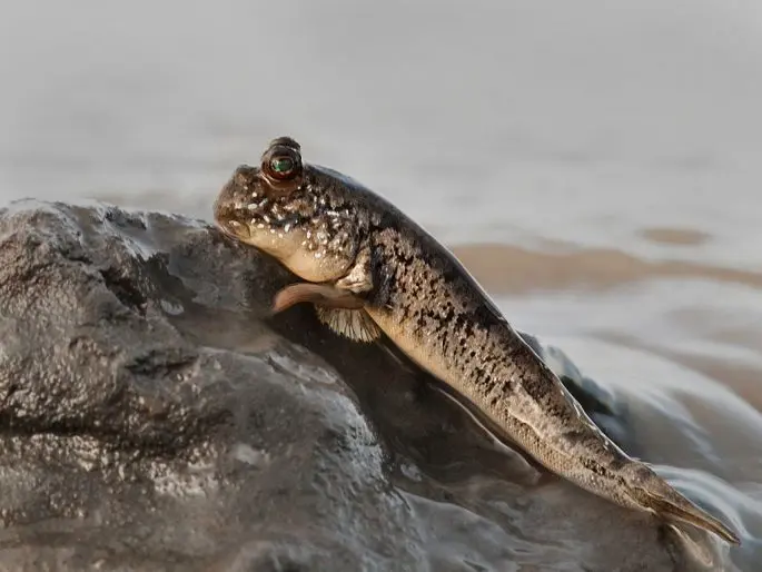 Mudskippers: a description of the fish with a photo, where it is found, what it eats