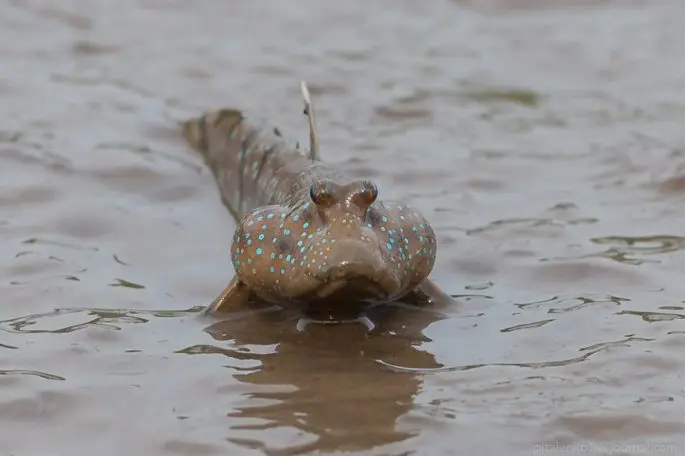 Mudskippers: a description of the fish with a photo, where it is found, what it eats