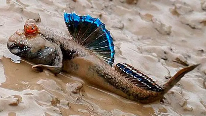 Mudskippers: a description of the fish with a photo, where it is found, what it eats