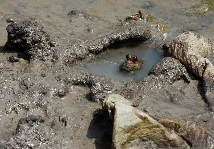 Mudskippers: a description of the fish with a photo, where it is found, what it eats