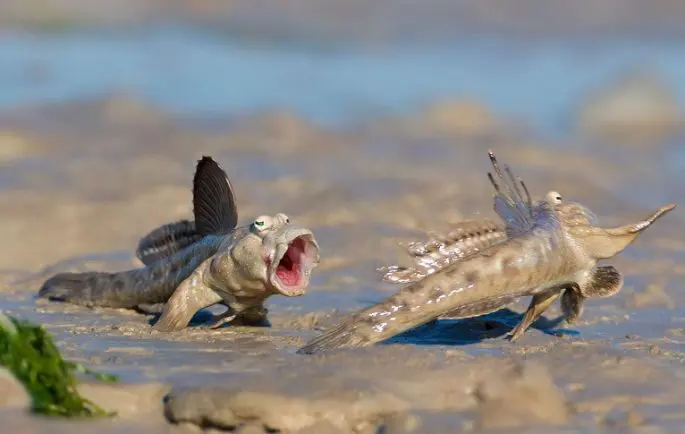 Mudskippers: a description of the fish with a photo, where it is found, what it eats