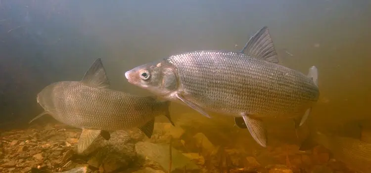 Muksun fish: a description with a photo, where it is found, what it eats