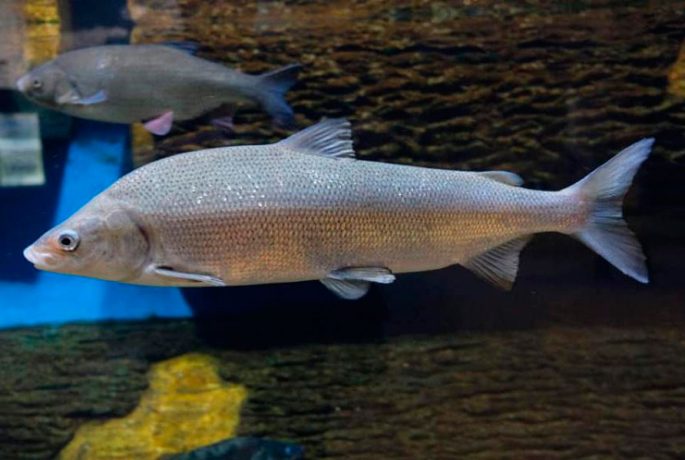 Muksun fish: a description with a photo, where it is found, what it eats