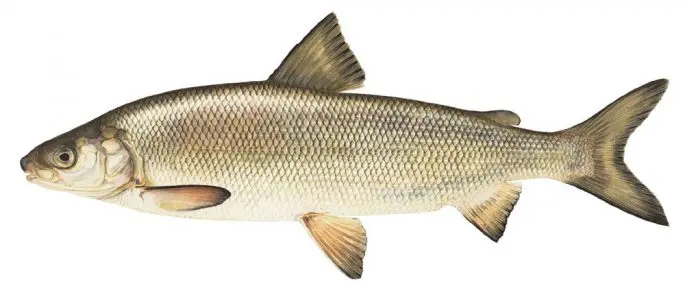 Muksun fish: a description with a photo, where it is found, what it eats