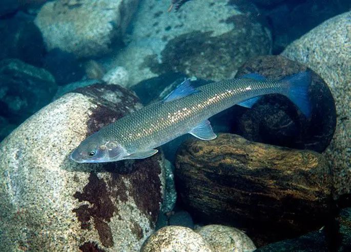 Muksun fish: a description with a photo, where it is found, what it eats