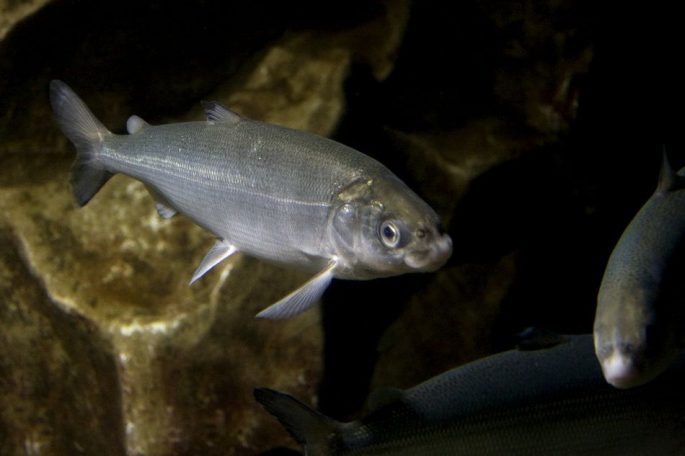 Muksun fish: a description with a photo, where it is found, what it eats
