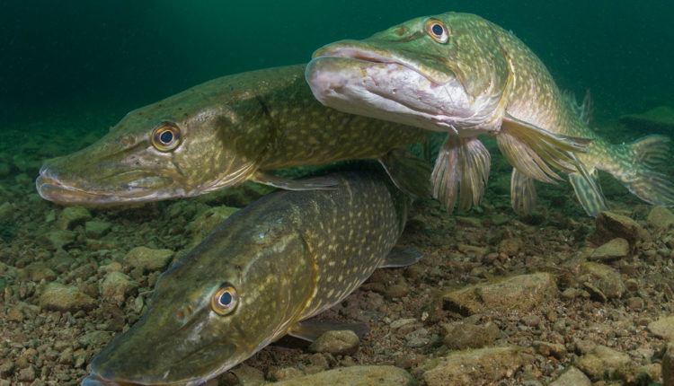 Myths and misconceptions about pike