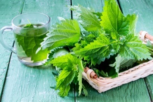 Nettle &#8211; health properties and use of nettle