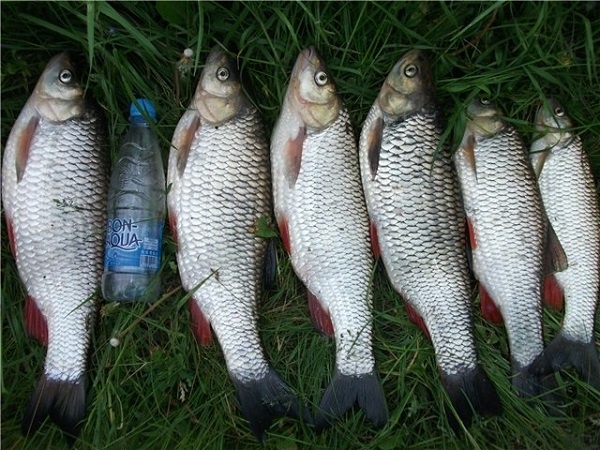 Night fishing on the feeder, catfish, chub, burbot and silver bream