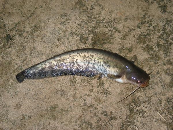 Night fishing on the feeder, catfish, chub, burbot and silver bream