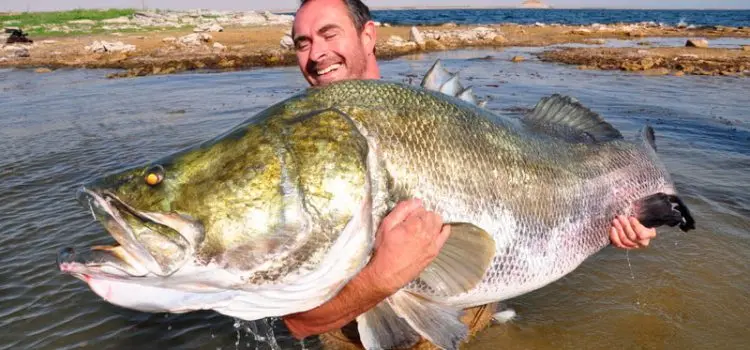 Nile perch: the largest perch in the world, description, habitat