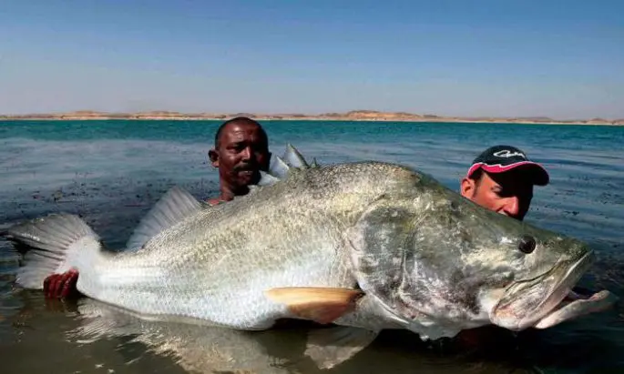 Nile perch: the largest perch in the world, description, habitat