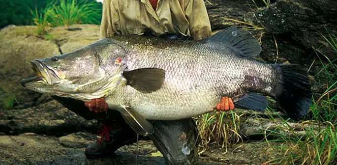 Nile perch: the largest perch in the world, description, habitat