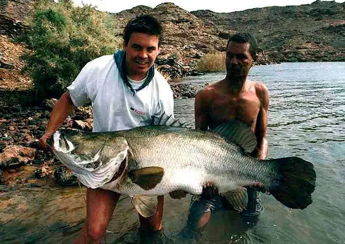 Nile perch: the largest perch in the world, description, habitat