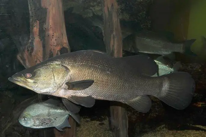 Nile perch: the largest perch in the world, description, habitat