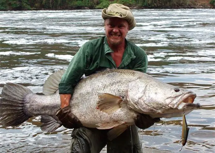 Nile perch: the largest perch in the world, description, habitat