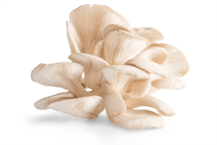 Oyster mushrooms in the fight against cancer!