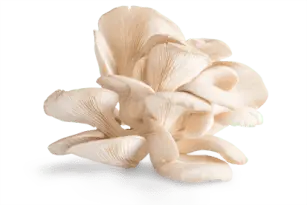 Oyster mushrooms in the fight against cancer!