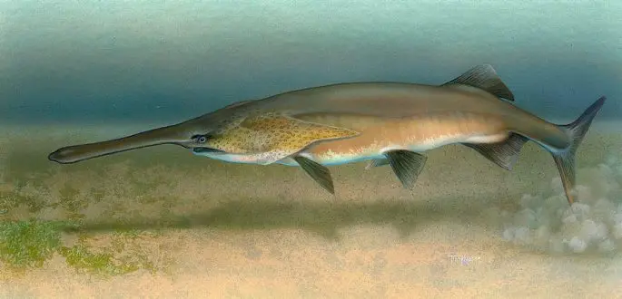 Paddlefish: photo and description, habitat, fishing, recipes